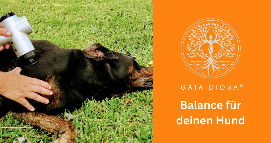 Balance für deinen Hund Balance für deinen Hund